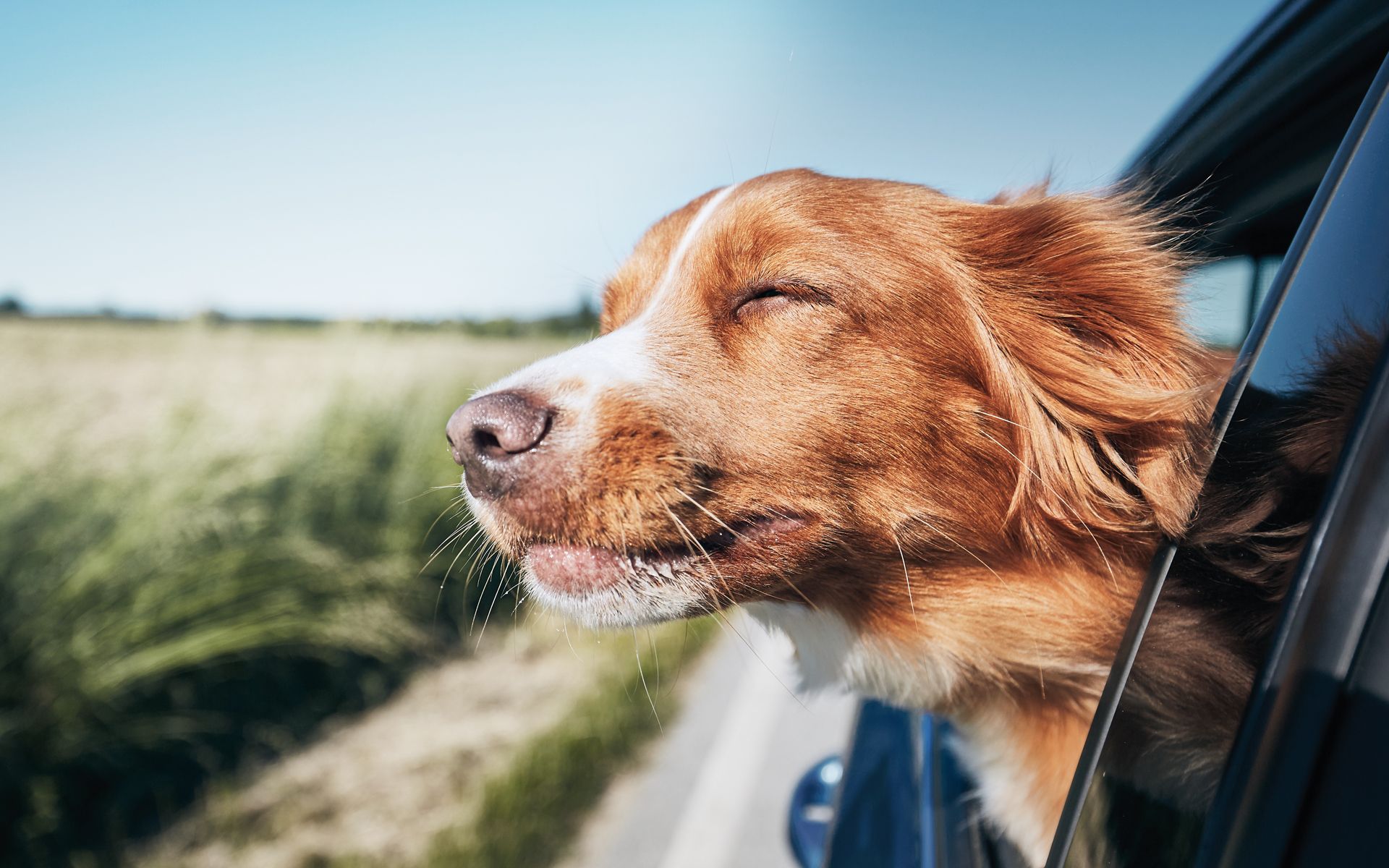 Grafikdesign, Broschuere, Produktkatalog, Gestaltung für Animal Fit